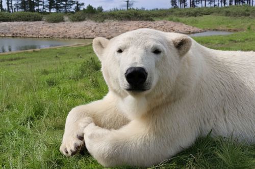 Peak Wildlife Park